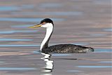 Western Grebe